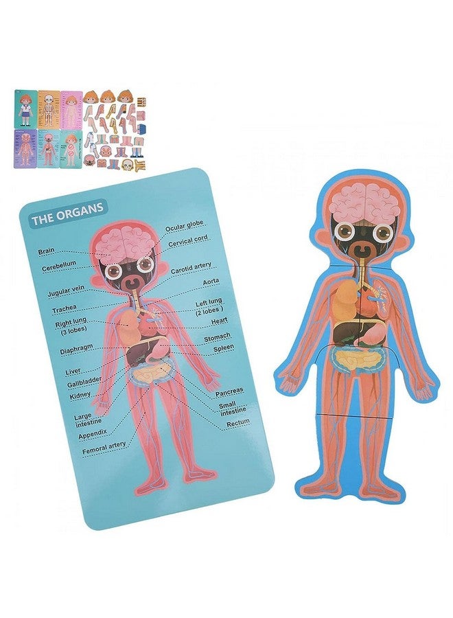 MUMMAMIA Magnetic Wooden Human Body Parts Structure Puzzle (Human Body (Girl)) - Image 3