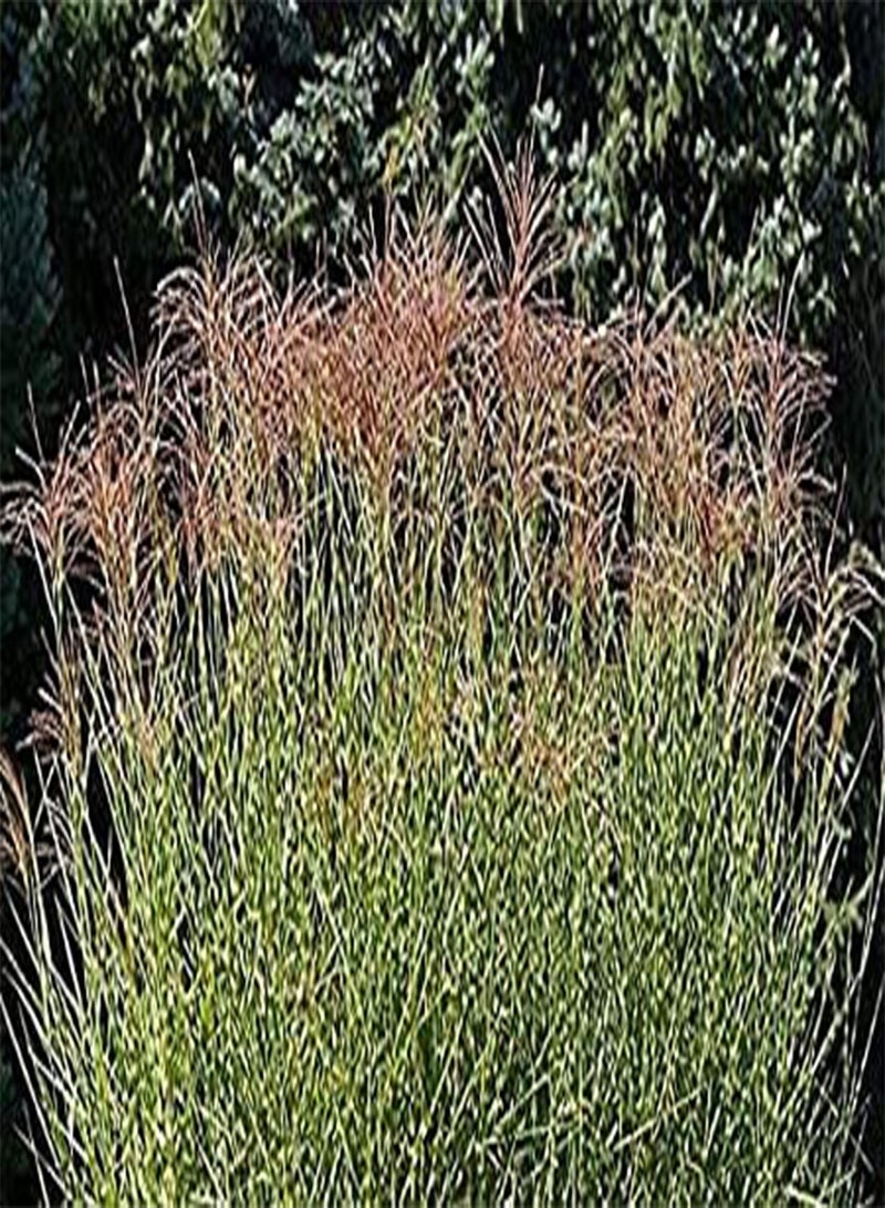 GGOOT seeds 50pcs Mist Flower Seeds