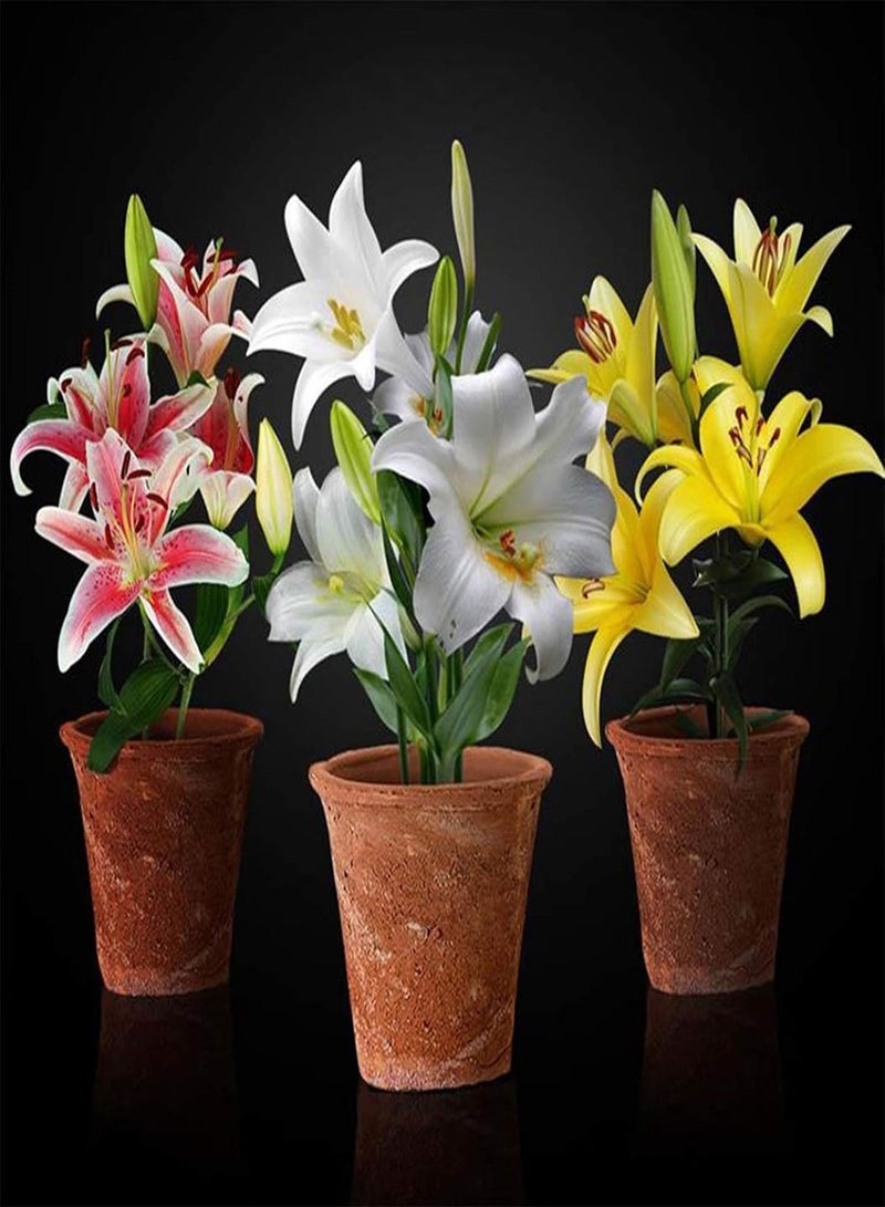 جي جوت 200 قطعة/حقيبة بذور زنبق، دائمة الخضرة سهلة الزراعة سريعة النمو جذابة بذور زهرة بونساي للحديقة للشرفة 4 - Image 5