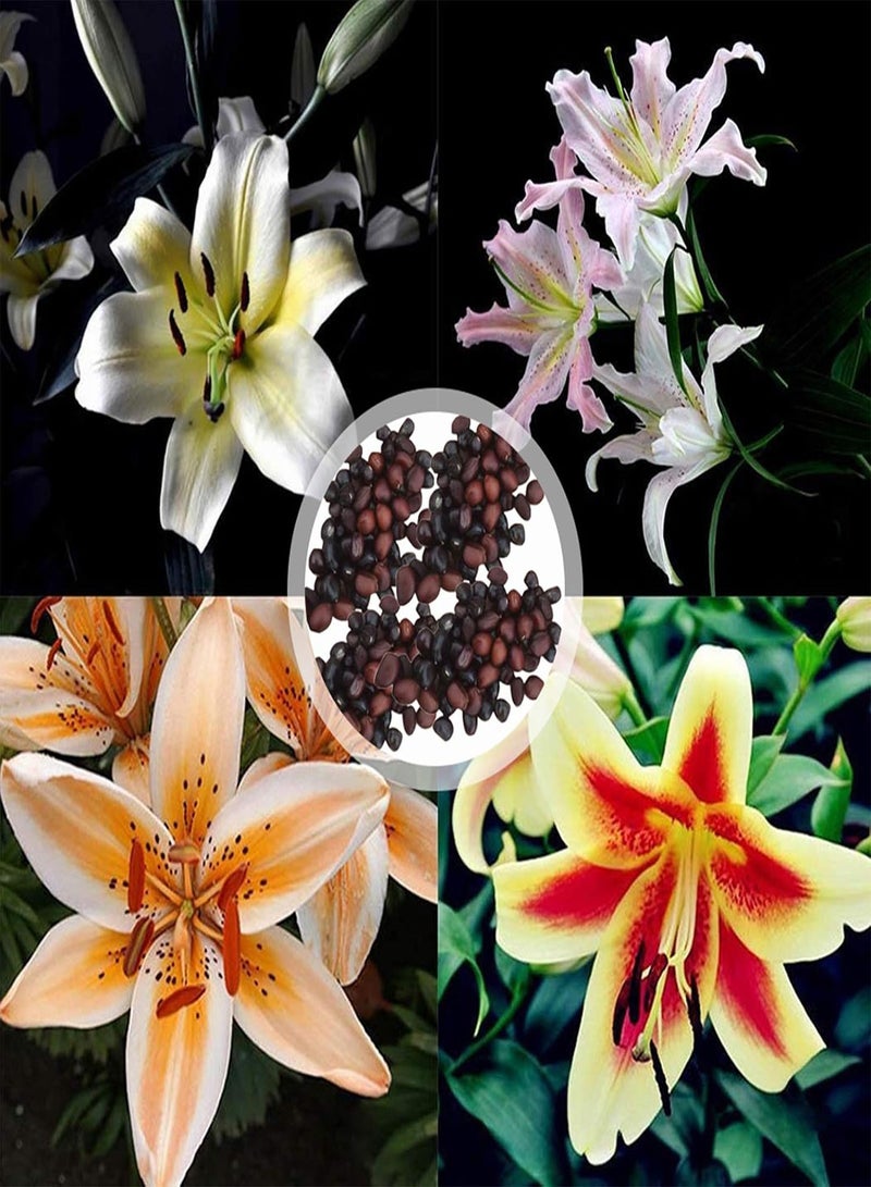 جي جوت 200 قطعة/حقيبة بذور زنبق، دائمة الخضرة سهلة الزراعة سريعة النمو جذابة بذور زهرة بونساي للحديقة للشرفة 4 - Image 4