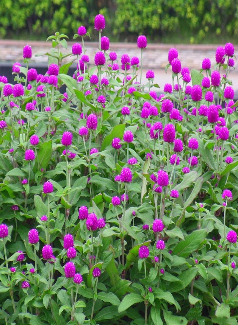 GGOOT 50Pcs Gomphrena Globosa Seeds, Flower High Germination Home Garden Decor Plant - Image 2