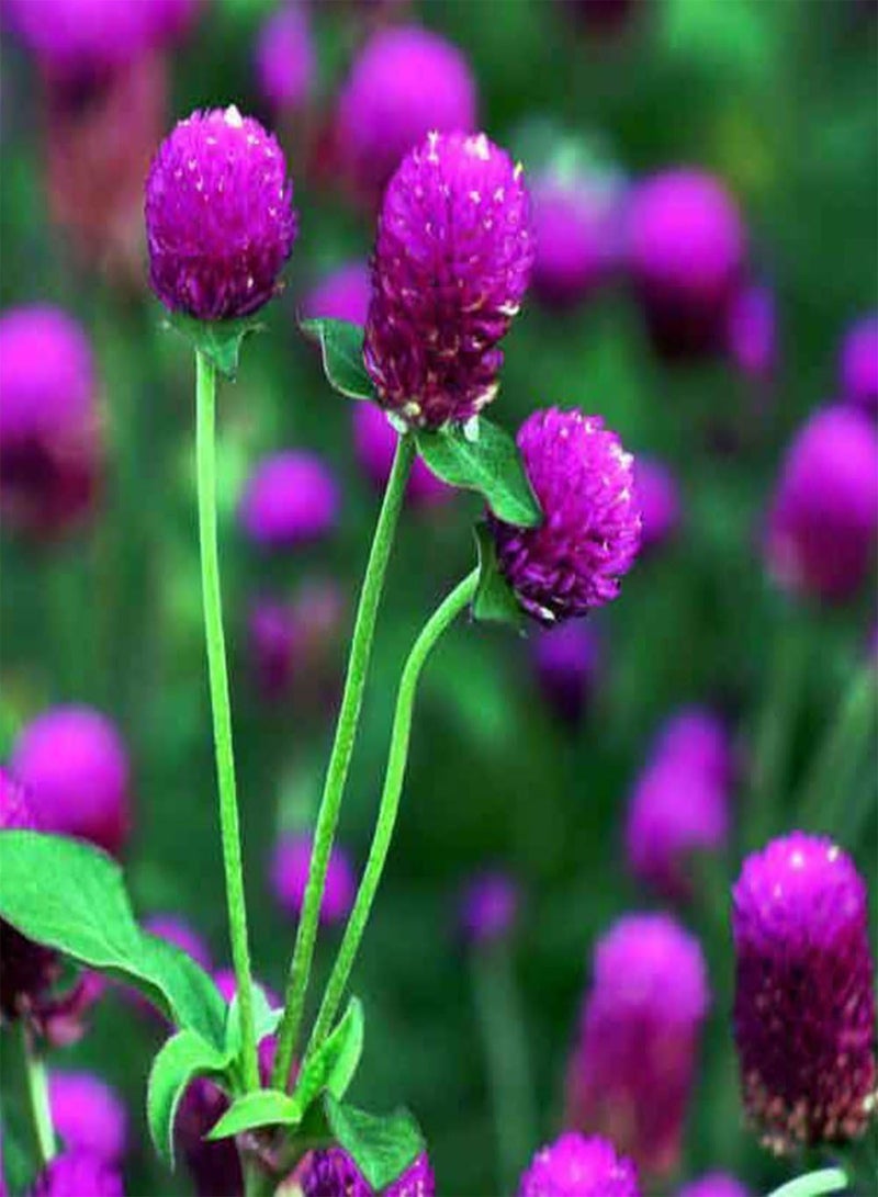 GGOOT 50Pcs Gomphrena Globosa Seeds, Flower High Germination Home Garden Decor Plant - Image 5