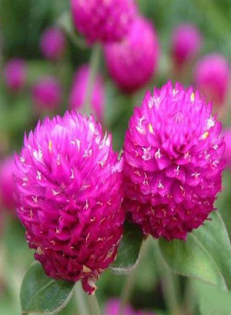 GGOOT 50Pcs Gomphrena Globosa Seeds, Flower High Germination Home Garden Decor Plant - Image 4