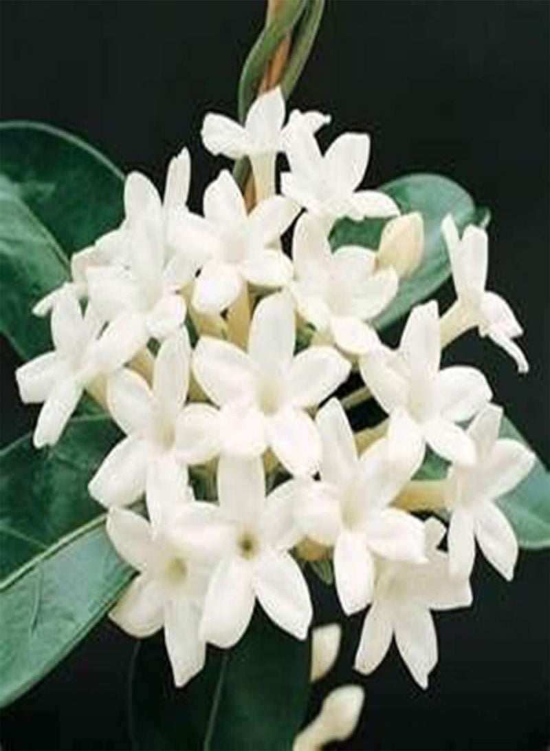 GGOOT 20Pcs Jasminum Grandiflorum Seeds Ornamental Flower Garden Balcony Bonsai Decor - Jasminum Grandiflorum Seeds - Image 5