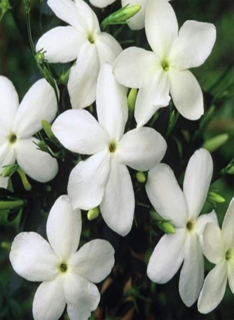 GGOOT 20Pcs Jasminum Grandiflorum Seeds Ornamental Flower Garden Balcony Bonsai Decor - Jasminum Grandiflorum Seeds - Image 2