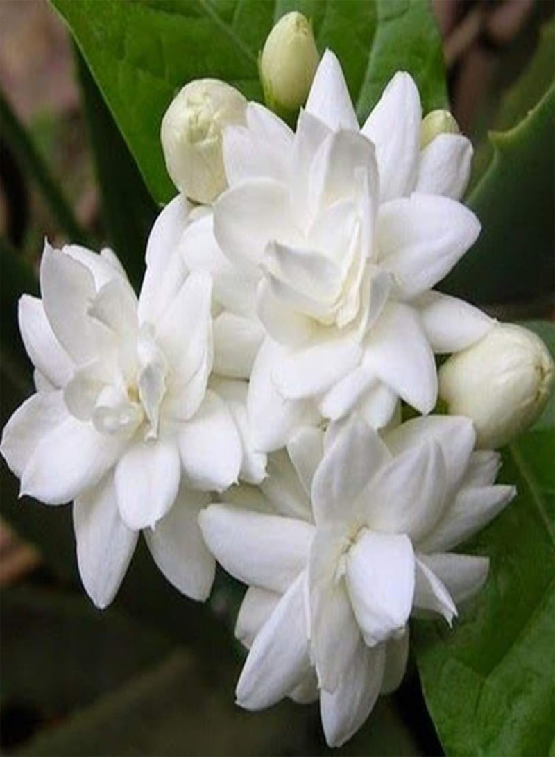 GGOOT 20Pcs Jasminum Grandiflorum Seeds Ornamental Flower Garden Balcony Bonsai Decor - Jasminum Grandiflorum Seeds - Image 3