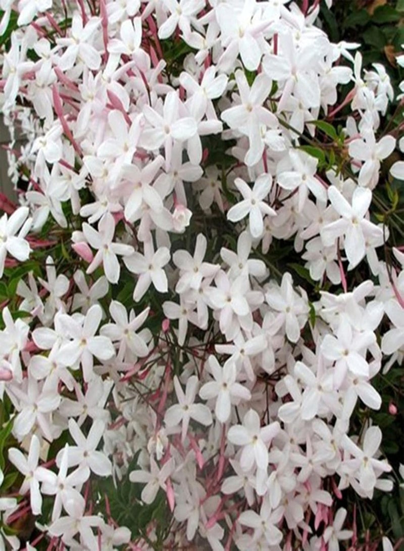 GGOOT 20Pcs Jasminum Grandiflorum Seeds Ornamental Flower Garden Balcony Bonsai Decor - Jasminum Grandiflorum Seeds - Image 1