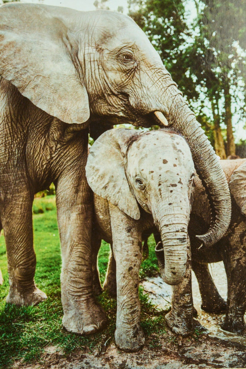 Ambassador Wild Life Photographers 3x1000 Puzzles  - Image 3