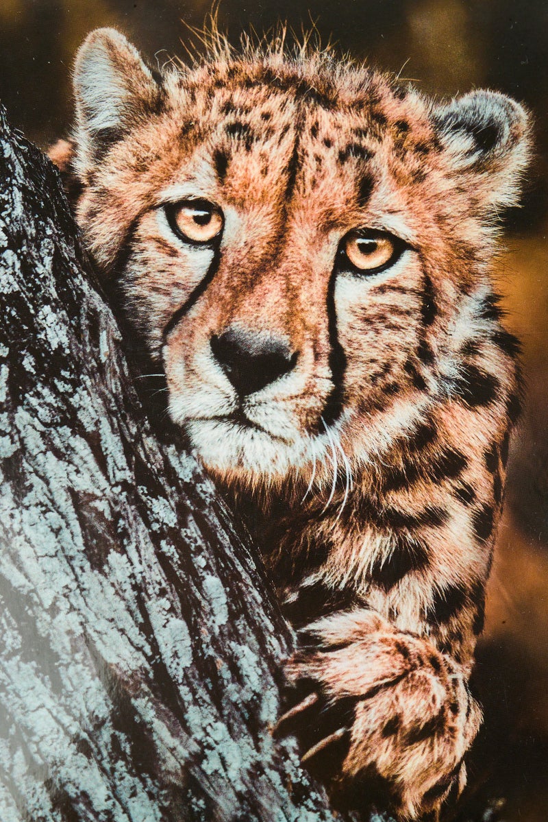 Ambassador Wild Life Photographers 3x1000 Puzzles  - Image 5
