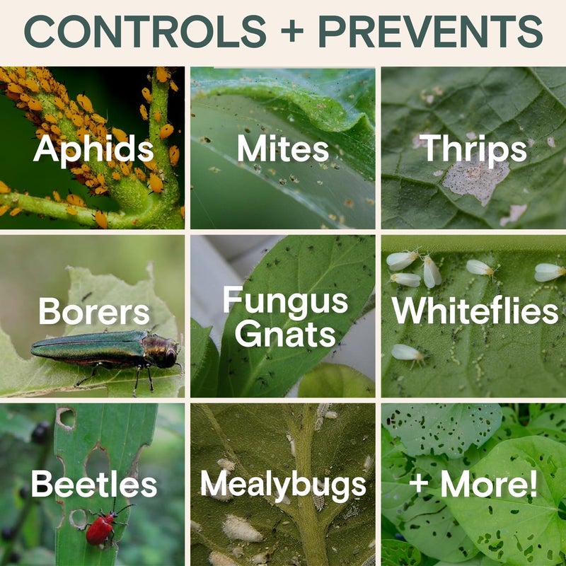 Arber Organic Insecticide Liquid Concentrate – Plant Spray for Indoor & Outdoor Use – Controls Fungus Gnats, Aphids, Whiteflies, Mealybugs & Spider Mites – Houseplant & Garden Insect Killer, Fast-Acting - Image 3