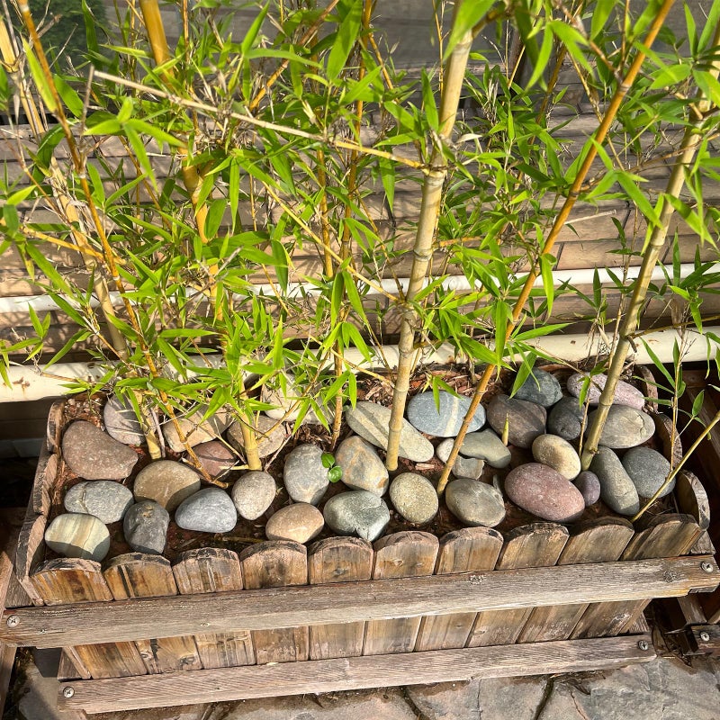FANTIAN 20 lbs Natural River Rocks Mexican Beach Pebbles, 2-3 Inch Decorative River Rocks for Landscaping Garden Paving Plant Rocks Crafting Walkways and Outdoor Decorative Stone - Image 5