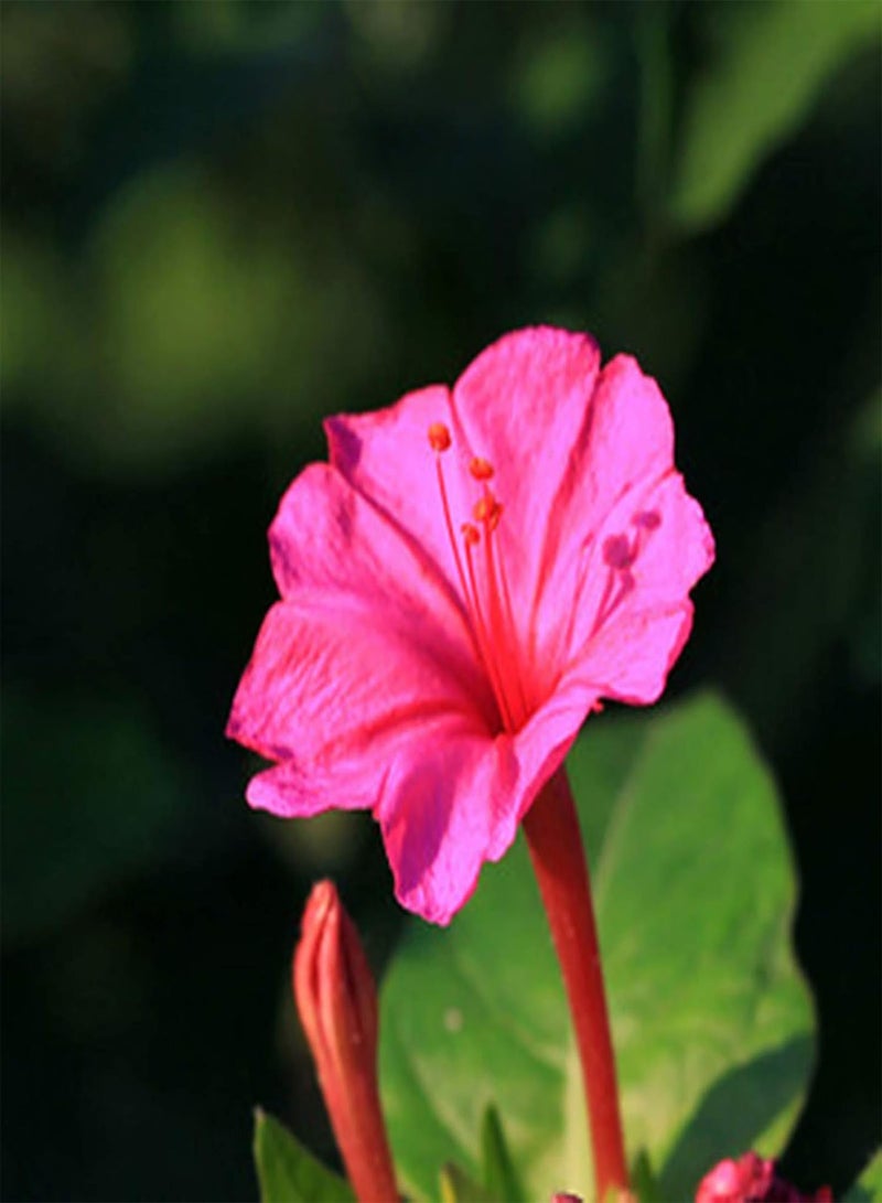 GGOOT 500Pcs/Bag Wildflower Seeds Natural Planting Mixed Type Decorative Flower Seeds for Garden Seeds for Manor - Image 4