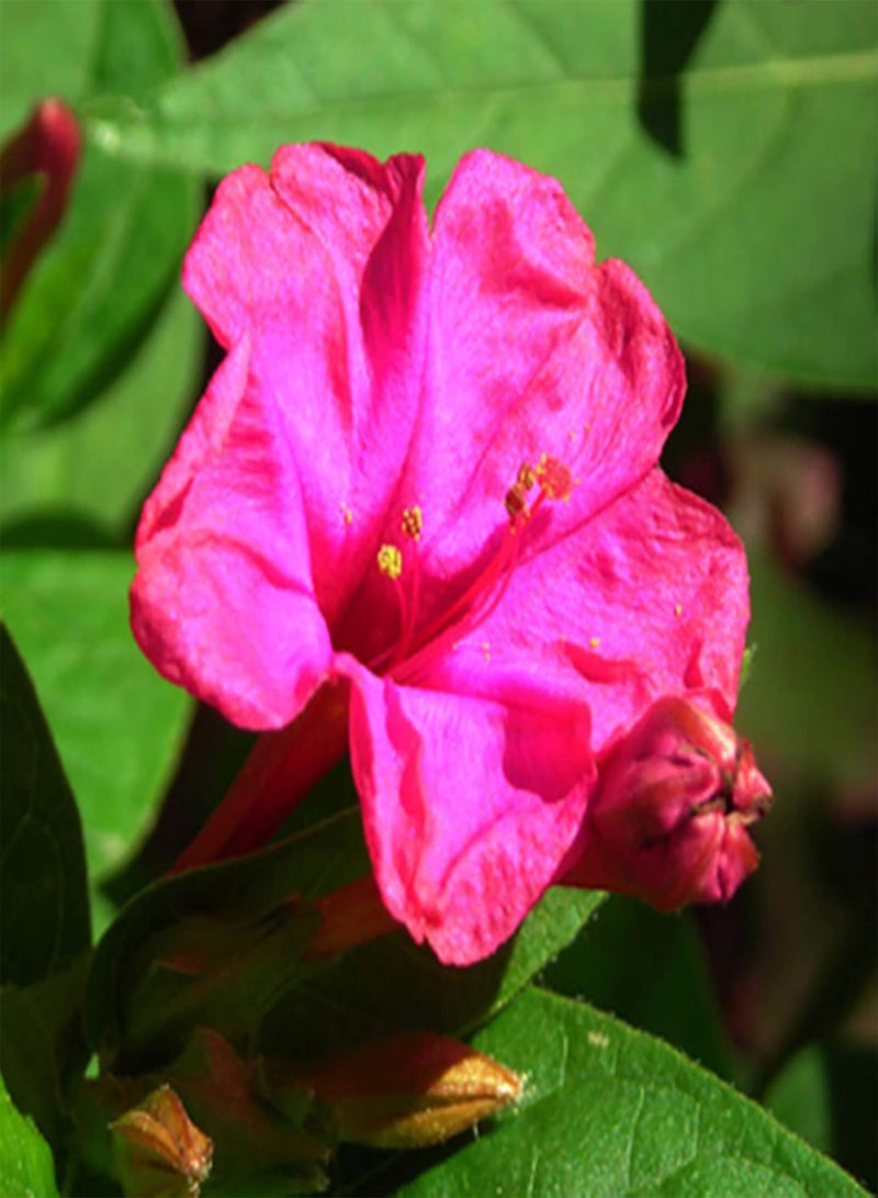 GGOOT 500Pcs/Bag Wildflower Seeds Natural Planting Mixed Type Decorative Flower Seeds for Garden Seeds for Manor - Image 2