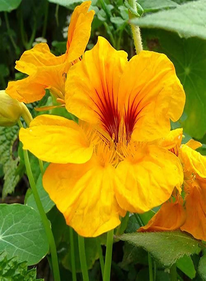 GGOOT 500Pcs/Bag Wildflower Seeds Natural Planting Mixed Type Decorative Flower Seeds for Garden Seeds for Manor - Image 5