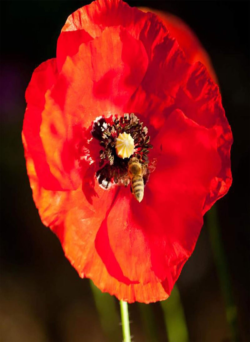 GGOOT 500Pcs/Bag Wildflower Seeds Natural Planting Mixed Type Decorative Flower Seeds for Garden Seeds for Manor - Image 3