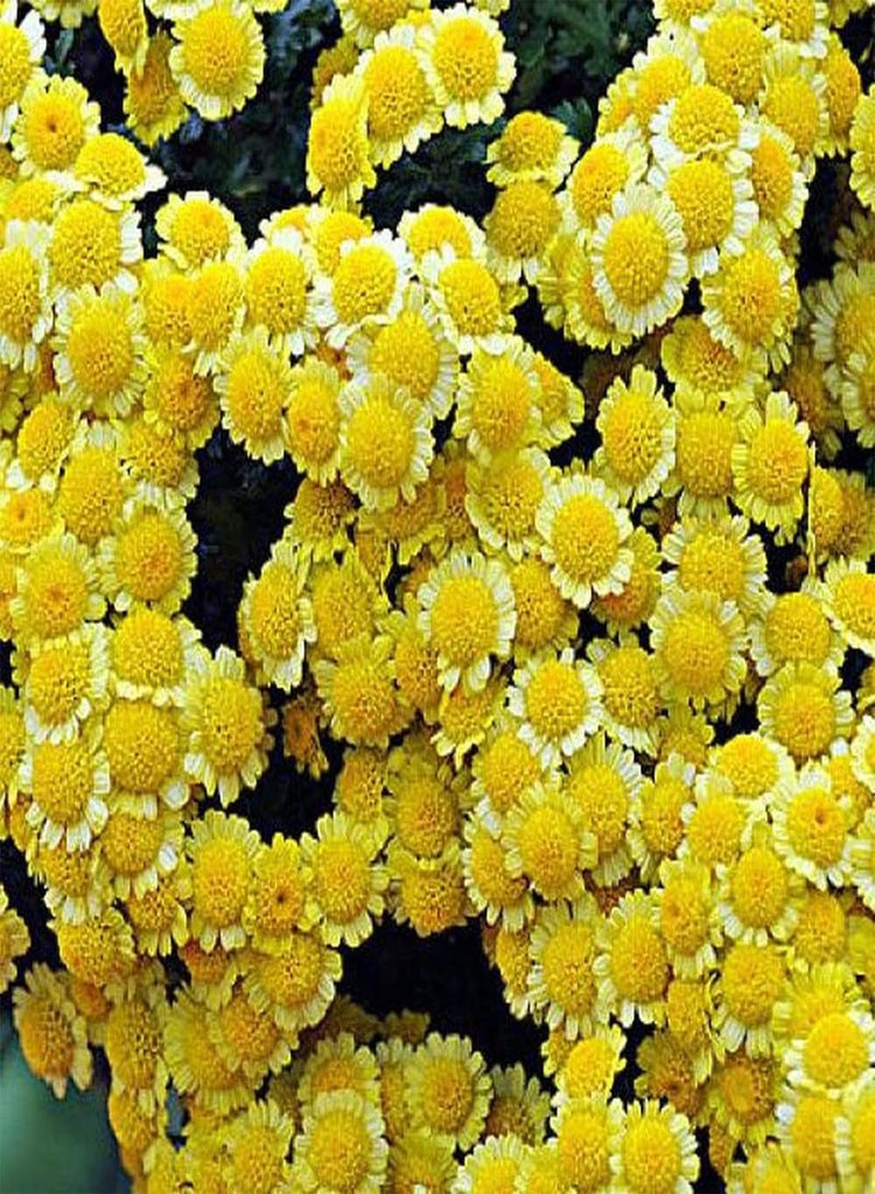 جي جوت 200 قطعة من بذور الأقحوان، زهرة صفراء جميلة لتزيين الحديقة، نمو طبيعي، سهل العناية، قيمة زخرفية عالية، تصبح مشهدًا ساحرًا في المنزل - Image 2