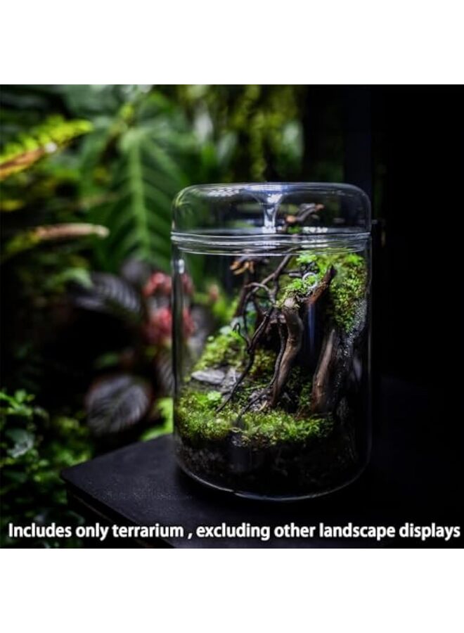 LAMAY Small Glass Plant Terrarium 4.7"X7" Inches Succulent Air Planter Fern Moss Micro-Landscape Vase for Home Garden Office Tabletop Decoration - Image 3
