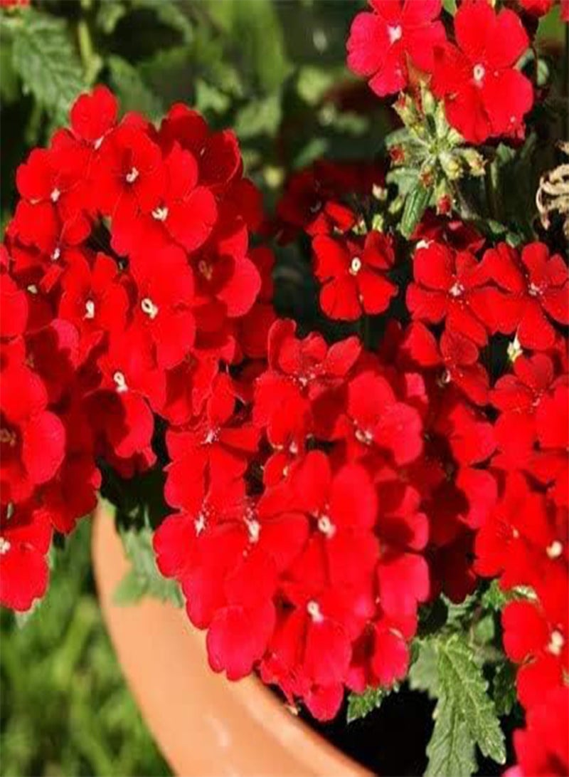 GGOOT 25 Red Verbena Flower Seeds - Image 2
