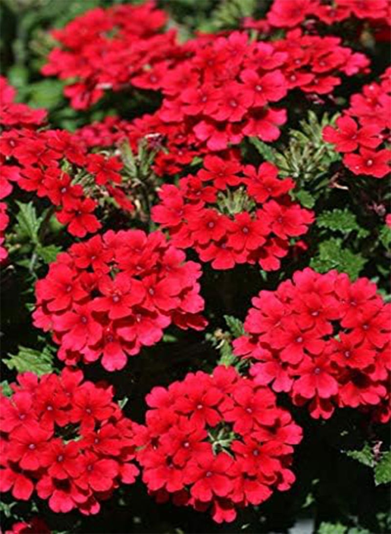 GGOOT 25 Red Verbena Flower Seeds - Image 3