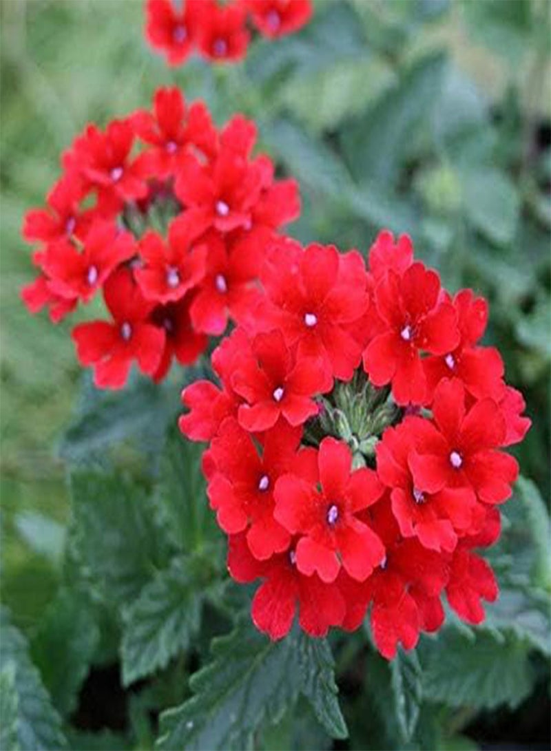 GGOOT 25 Red Verbena Flower Seeds - Image 1