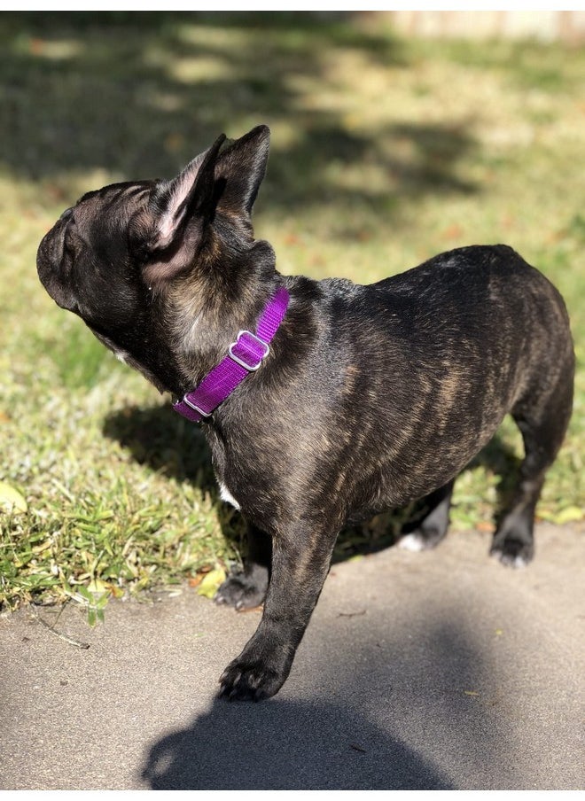 Country Brook Design Country Brook Petz Premium Nylon Dog Collar with Metal Buckle for Small Medium Large Breeds - Vibrant 30+ Color Selection (Medium, 3/4 Inch, Purple)  - Image 3