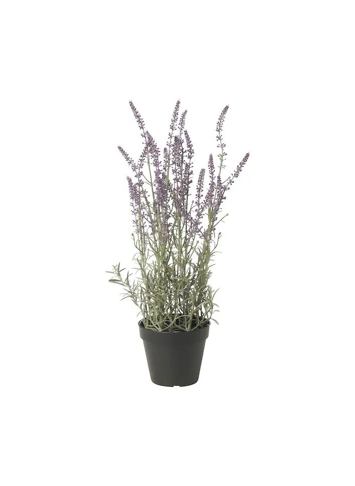 FEJKA Artificial potted plant, in/outdoor/Lavender lilac, 12 cm. - pzsku/ZF680FED66F41B4CD08A1Z/45/_/1723808842/a67560a5-58e6-4383-911d-ad740c8b16d6