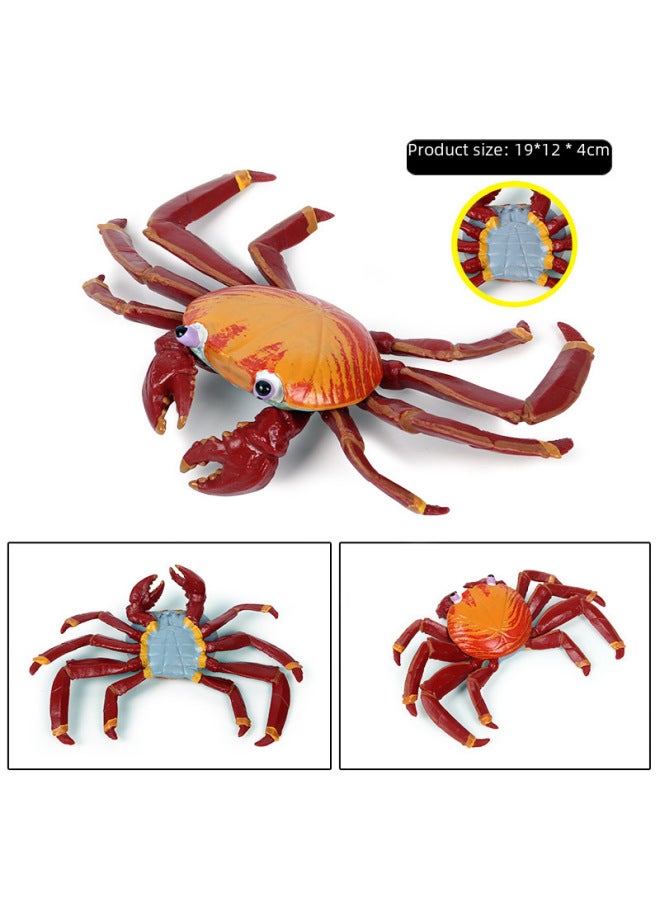 Realistic Animal Models Ocean Crabs Salty Crabs Hermit Sally Three-point Plastic Cognitive Toys-Color:Butterfly Growth Cycle 4 Sets