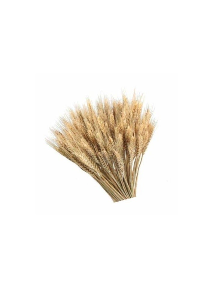 FANCY FLOWERS FANCY  Dry Dry Wheat Stems – Natural & Painted Decorative Bundle - Image 4