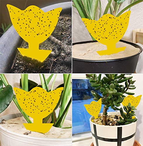 Stingmon 48 Pack Fruit Fly Traps for Indoors Plants Fungus Gnat Killer Trap Outdoor, Sticky Fly Catcher for House Outdoor, Flying Insects, Fungus Gnats, Flies - Image 5