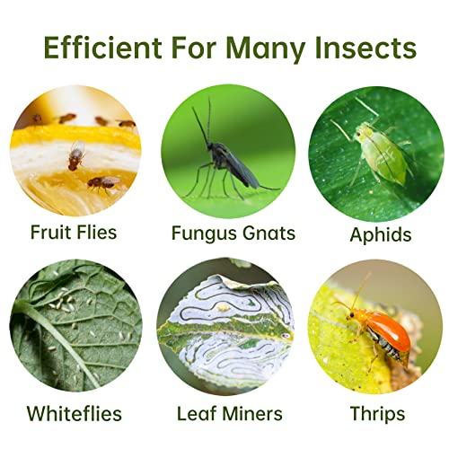 Stingmon 48 Pack Fruit Fly Traps for Indoors Plants Fungus Gnat Killer Trap Outdoor, Sticky Fly Catcher for House Outdoor, Flying Insects, Fungus Gnats, Flies - Image 3