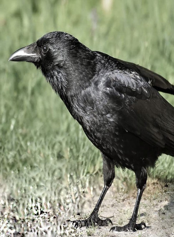 Genérico Black raven handmade bird crow stud Earrings for women stainless steel post - Image 4