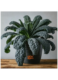 GROW Kale black magic seeds 