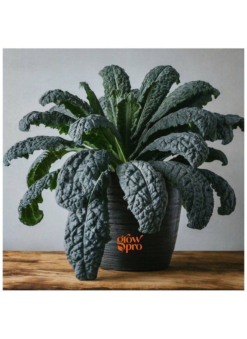 GROW Kale black magic seeds 