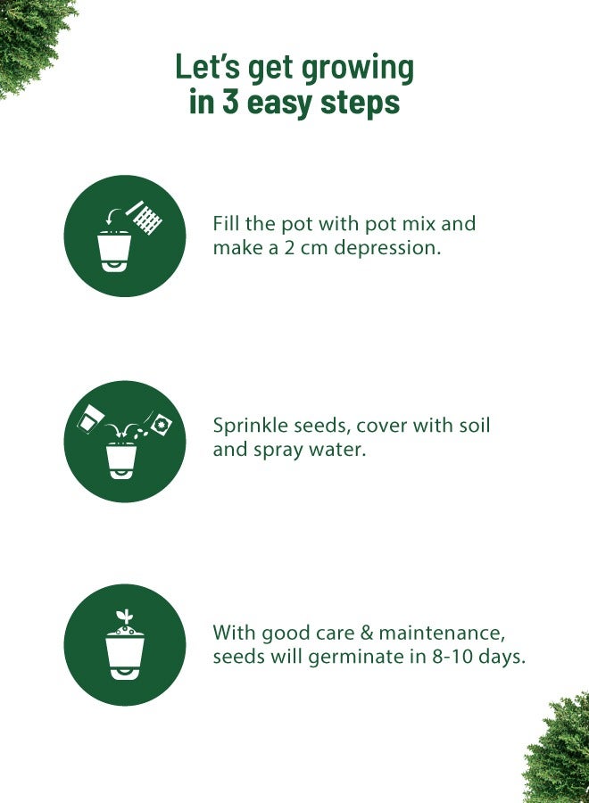 POT & BLOOM Pot And Bloom Thyme DIY Gardening Kit: Everything You Need to Grow - Thyme Seeds, Pot, Sprays, and Pot Mix Included. Grow Your Own Thyme Plant. Organic Thyme Plant Return Gift for Birthdays  - Image 3