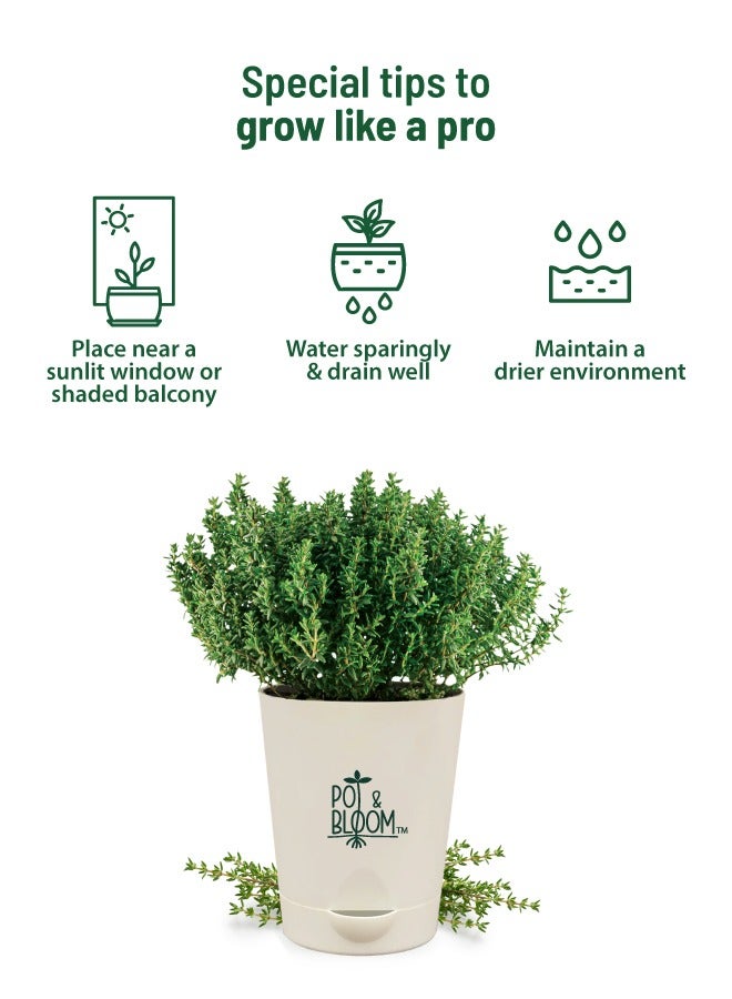 POT & BLOOM Pot And Bloom Thyme DIY Gardening Kit: Everything You Need to Grow - Thyme Seeds, Pot, Sprays, and Pot Mix Included. Grow Your Own Thyme Plant. Organic Thyme Plant Return Gift for Birthdays  - Image 5