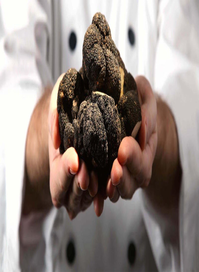 GGOOT Spores Black Truffle Mushrooms Mycelium Spawn Dried Seeds Kit for Planting Non GMO 0.25 g - Image 3