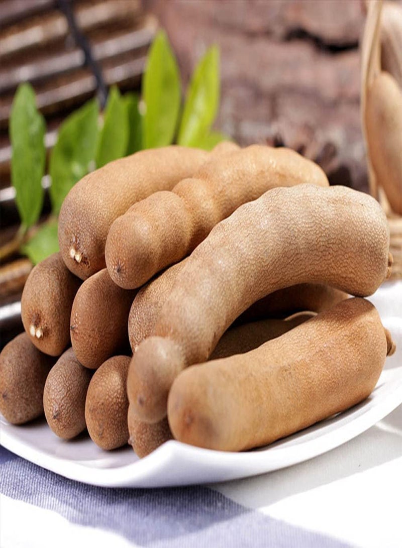 GGOOT 15pcs Attractive Special Tamarind Seeds Become Fascinating Landscape in Your Home Planting is Simple Easy Loved by People - Image 2