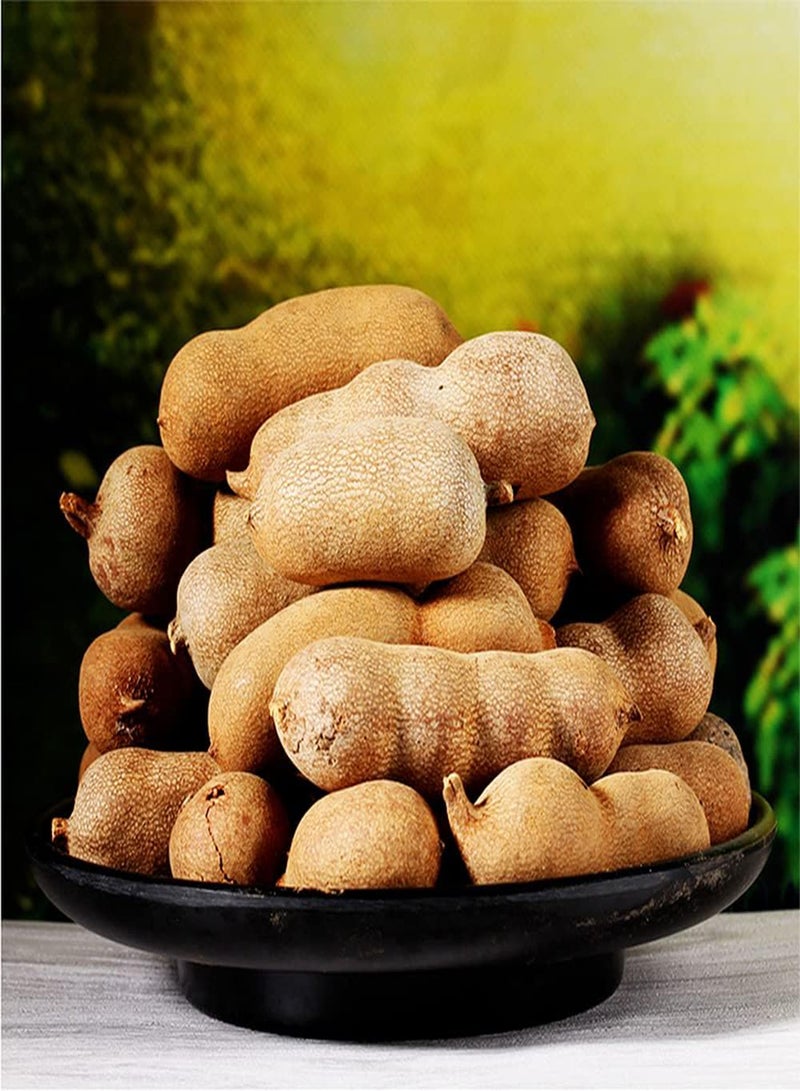 GGOOT 15pcs Attractive Special Tamarind Seeds Become Fascinating Landscape in Your Home Planting is Simple Easy Loved by People - Image 1