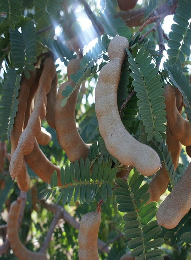 GGOOT 15pcs Attractive Special Tamarind Seeds Become Fascinating Landscape in Your Home Planting is Simple Easy Loved by People - Image 3