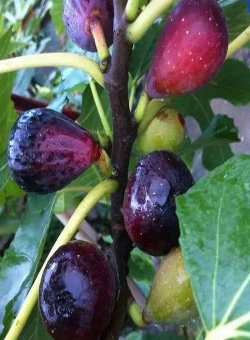 GGOOT 100pcs Fig Seeds Easy-to-Care Non-GMO Heirloom Fruit Seed Popular Fruits for Home Planting Indoor and Outdoor Fruit Trees - Image 3