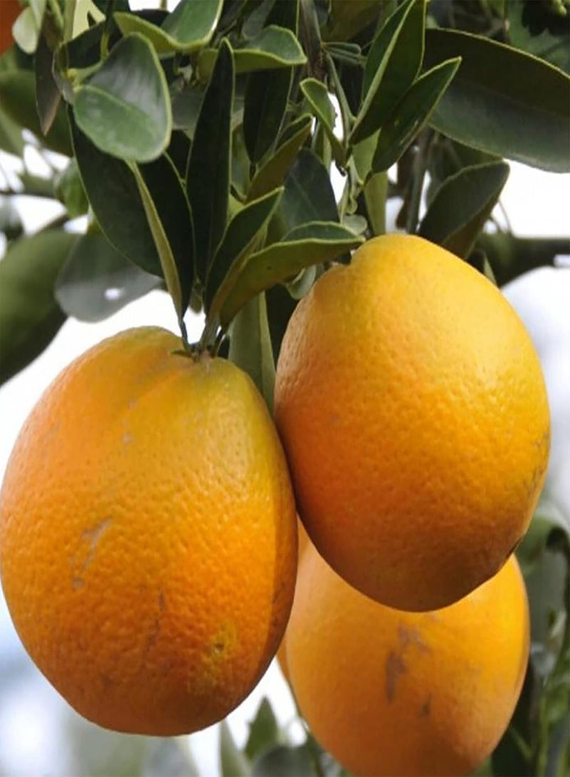 GGOOT 30Pcs Home Growing Orange Tree Seeds Prolific Perennial Gardening Plants Seedlings for Outdoor Fruit 1size - Image 5