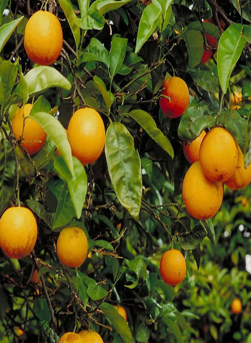 GGOOT 30Pcs Home Growing Orange Tree Seeds Prolific Perennial Gardening Plants Seedlings for Outdoor Fruit 1size - Image 2