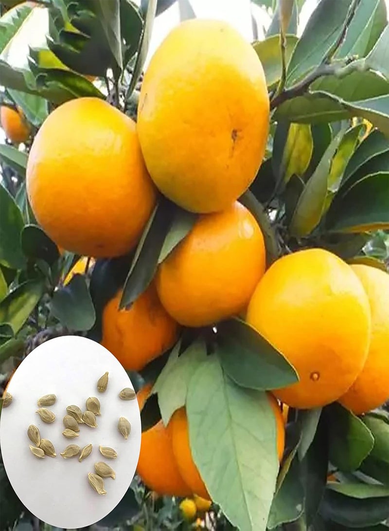 GGOOT 30Pcs Home Growing Orange Tree Seeds Prolific Perennial Gardening Plants Seedlings for Outdoor Fruit 1size - Image 1
