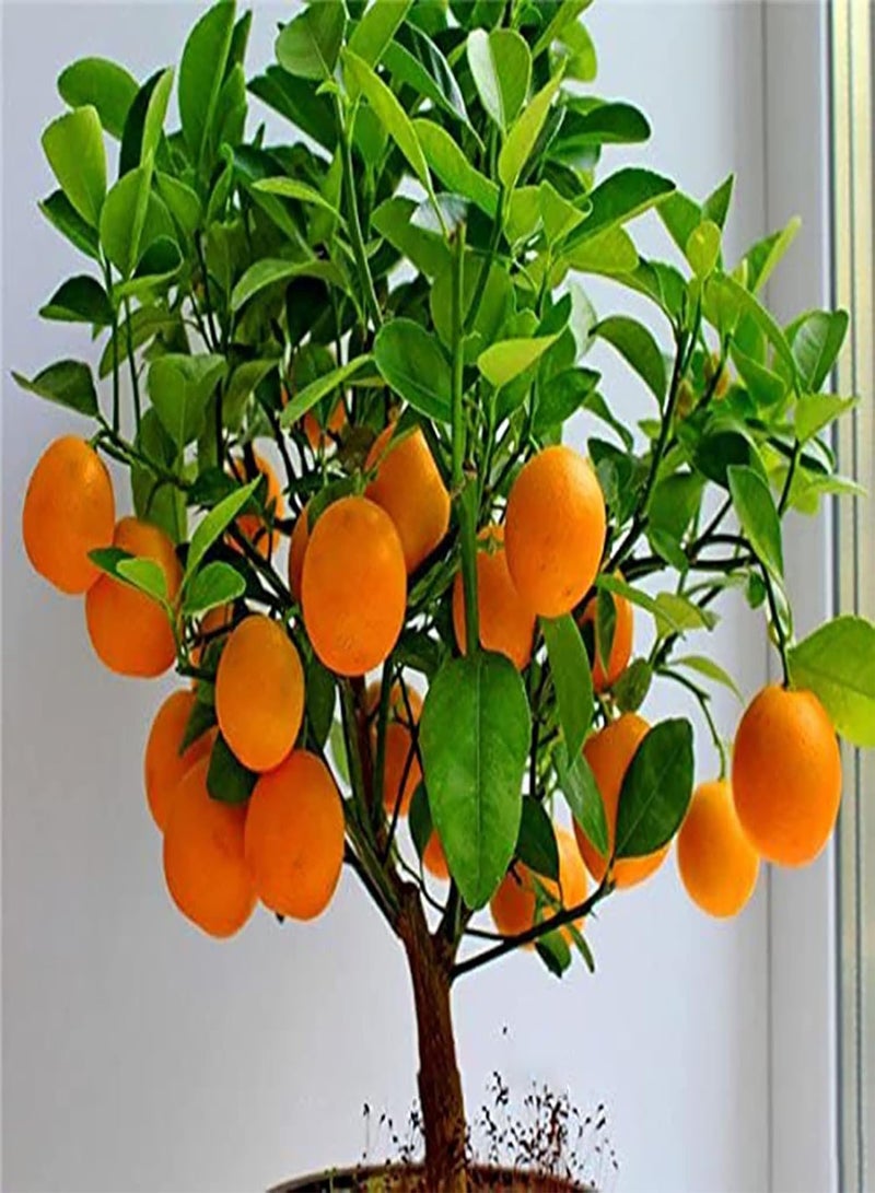 GGOOT 30Pcs Home Growing Orange Tree Seeds Prolific Perennial Gardening Plants Seedlings for Outdoor Fruit 1size - Image 4