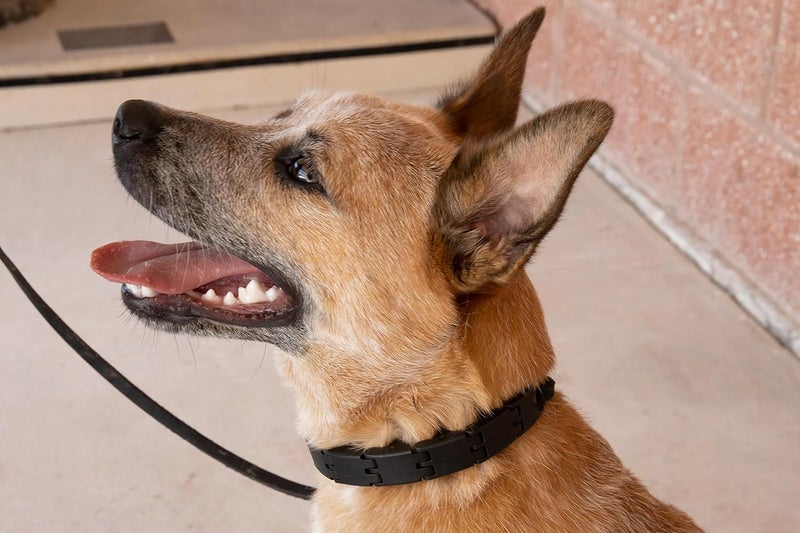 Starmark Pro-Training Dog Collar Add-A-Link for Large Breeds - Blue - Image 4