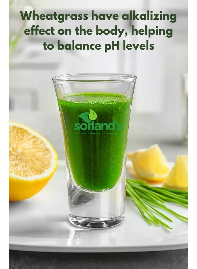 Sorland's مسحوق عشبة القمح العضوي النقي -75 جرام، غذاء طبيعي فائق الجودة - Image 3