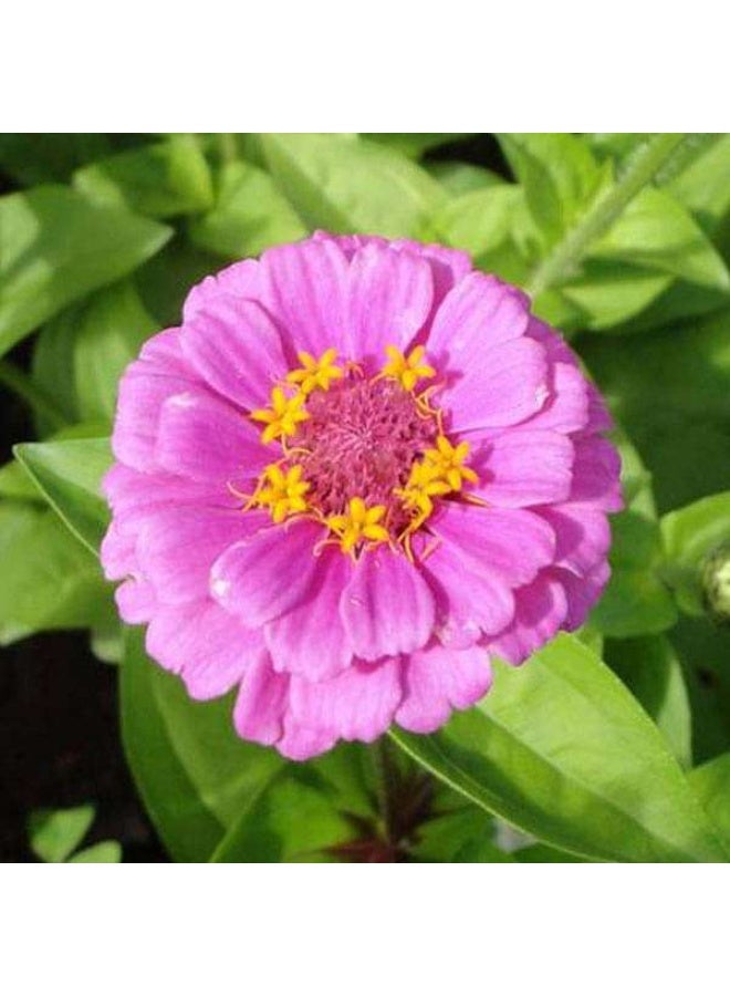Zinnia Pink Tall Desi Flower Seeds