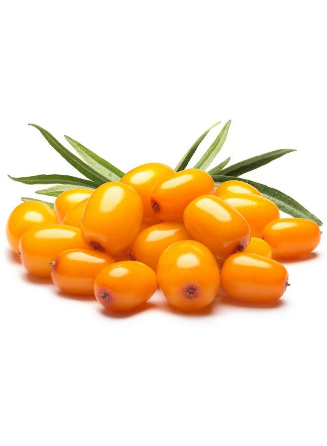 US Organic Sea Buckthorn Berry (Fruit) Oil Supercritical Co2 Extracted Usda Certified Organic100% Pure Virgin Unrefined In Amber Glass Bottle Face Hair Spot Treatment Anti Aging 2 Oz (56 Ml) - Image 4