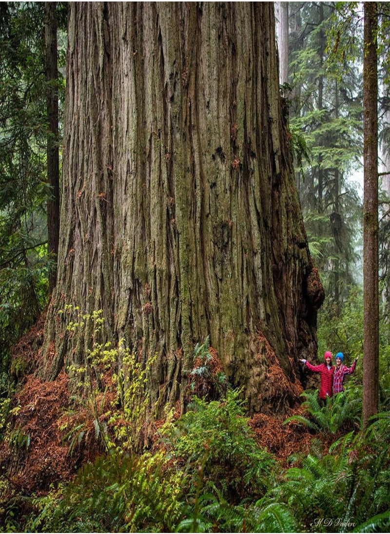 GGOOT - 100 Seeds Sequoia Sempervirens Coast Reedwood Tree - Image 1