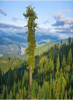 100 Seeds Sequoia Sempervirens Coast Reedwood Tree